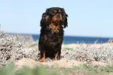CAVALIER KING CHARLES 269